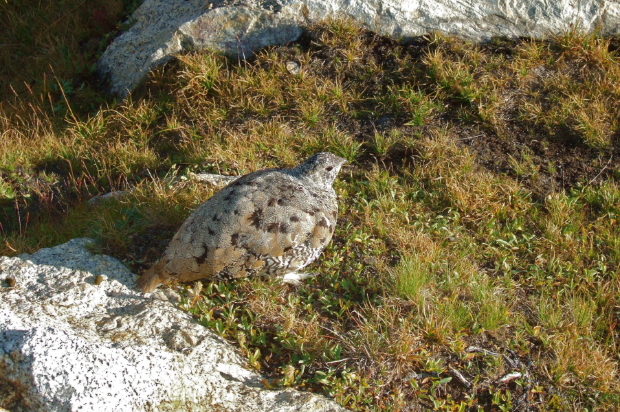 Closeup of young rock ptarmigan.