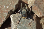 Eye to eye with a cricket on the trail.