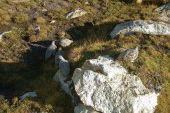 Previous