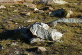 Previous