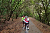 Climbing under a canopy of trees on El Toyonal Rd.
