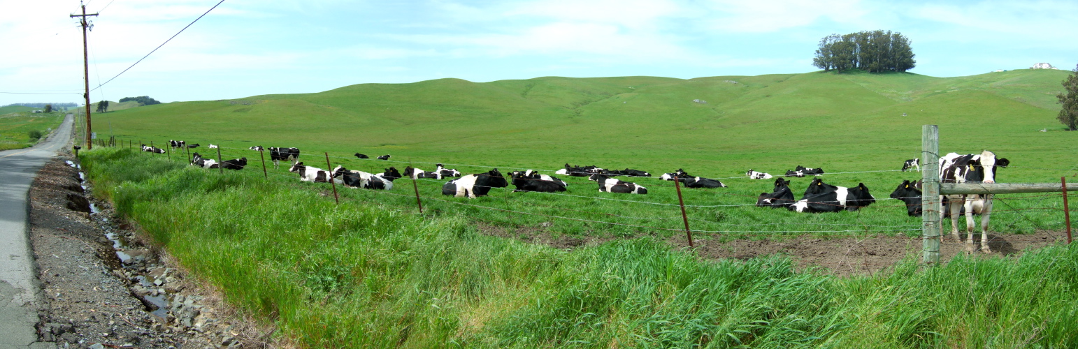 Holstein Cows on Spring Hill Rd.