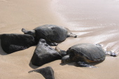 Close-up of turtles.