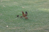 Hen with chicks in Wailua central square.