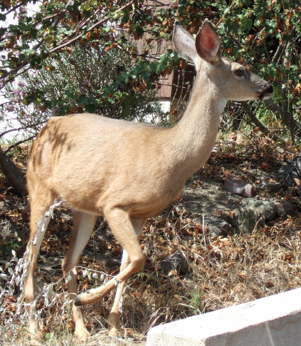 Deer commencing flight.
