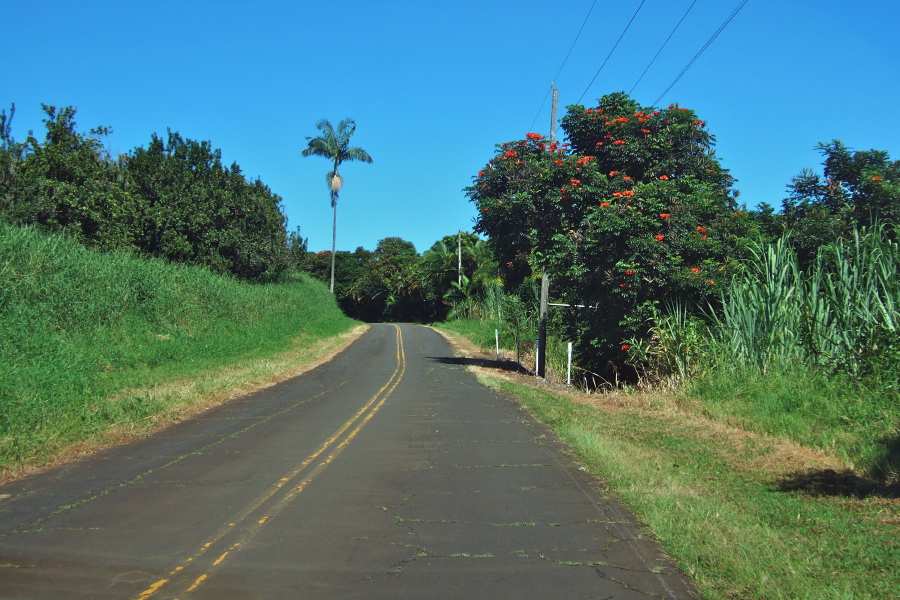Royal Poinciana (Delonix regia) along the old highway