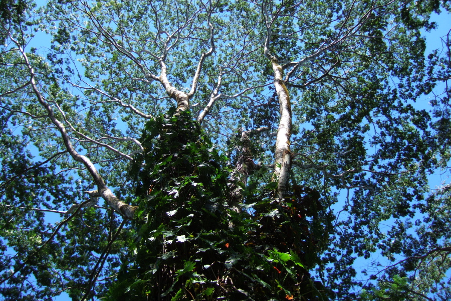 Climbing vines encircle this tree.