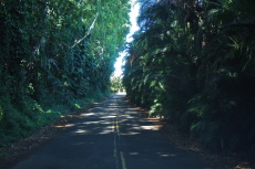 In some places the jungle closes in.