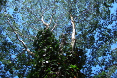 Climbing vines encircle this tree.