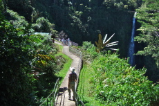 David on the trail to Akaka Falls Lookout
