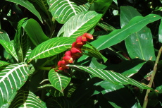 Hanging lobster claw (Heliconia rostrata) about to fully bloom