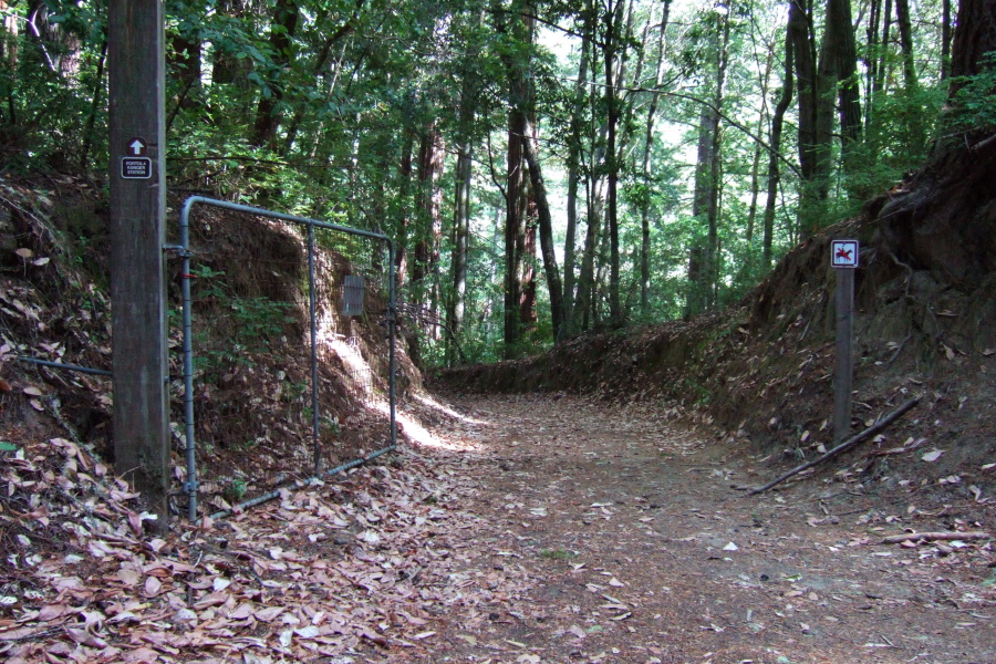 Connector trail from Old Haul Rd. to Portola State Park