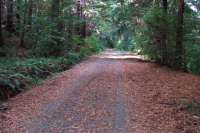 Old Haul Rd. climbs gradually.