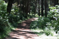 Descending Olmo Trail through the lower forest. (1000ft)