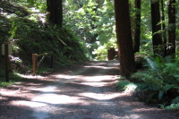 Descending through the lower forest. (720ft)