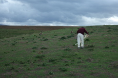 David picks up some old plastic blown from the Palo Alto Landfill