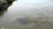 Movie shorts of baylands scenes
