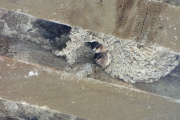 Cliff swallows peer down at me from their mud nest.