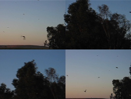 Cliff Swallows swarming at the Adobe Creek Bridge & US-101, Palo Alto