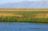 Canadian Geese (1)