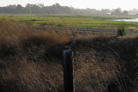 A _______ perched on a pole