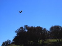 Hawk on the wing, Panoche Rd.