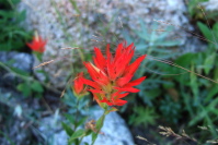 Indian Paintbrush