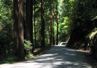 Heritage Grove, Alpine Rd. (580ft)