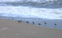 Birds at the surf (1)