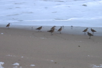 Birds at the surf (2)