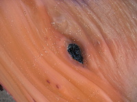 A knot in a large driftwood.