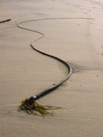 Seaweed 