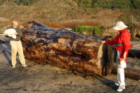 David and Kay next to a eucalyptus driftwood.