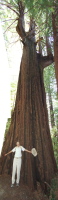 Previous