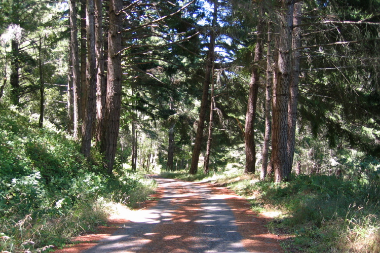 Camp Pomponio Rd. below the Tarwater gate.