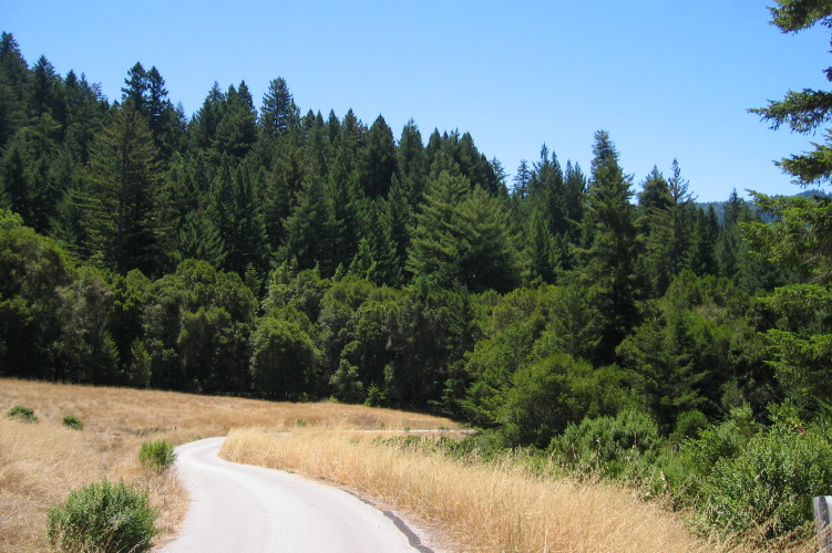 Camp Pomponio Rd. before it enters the trees for good.