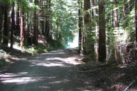 Old Haul Rd. climbing to the west of Bridge Trail.