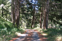 Camp Pomponio Rd. below the Tarwater gate.
