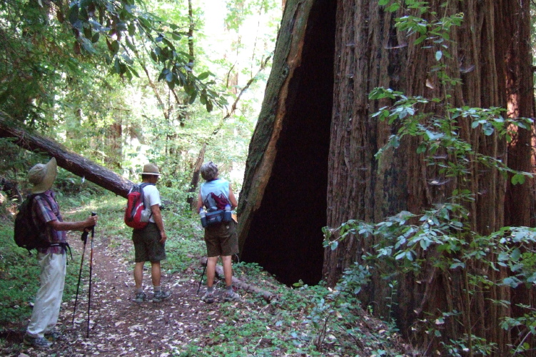 David, Ron, and Alice examine the Creaking Tree.