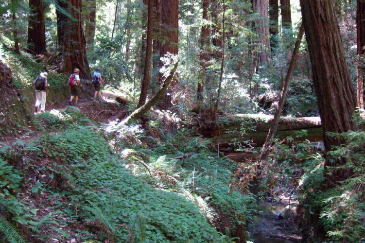 Leaving the Peters Creek Grove.