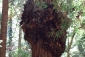 Burl encircling the trunk.
