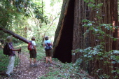 David, Ron, and Alice examine the Creaking Tree.