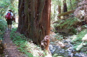Winding along the bank of Peters Creek.