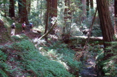Leaving the Peters Creek Grove.