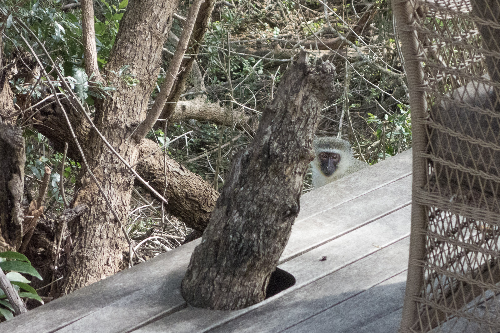 This is probably the one who stole my bread roll at lunch the day before.