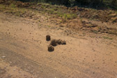 Evidence of a large animal