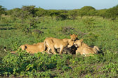 The lions first eat the exposed soft bits such as the nose, lips, and ears.