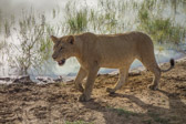 The mark on her left cheek may be a scar from an injury sustained from a prey's kicking hoof.