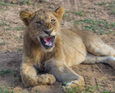 Actually, he's starting to yawn.