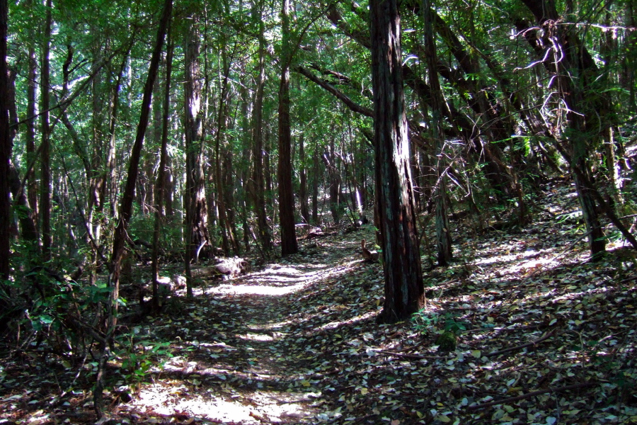 Lonely Trail passes through a young forest.